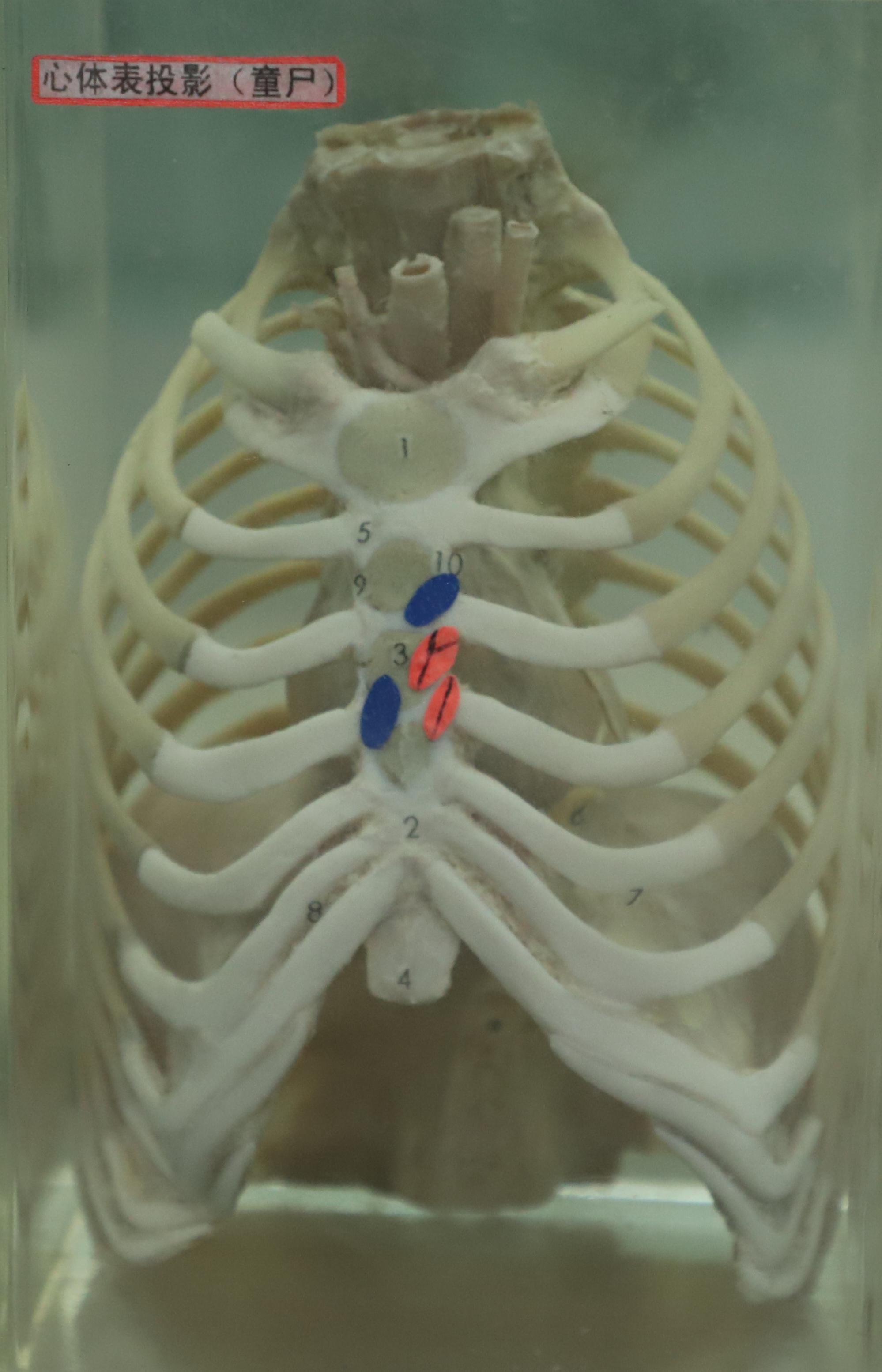 胸廓及心體表投影